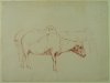 1901-1903 ca. - Studio di pecore